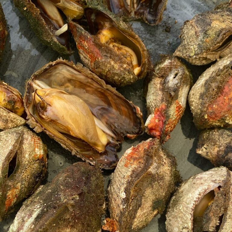 105332706 2660839717496450 4351031909603112606 n 768x768