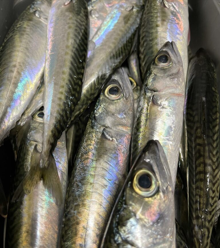 233834316 2984479491799136 3185182764838741136 n 768x866