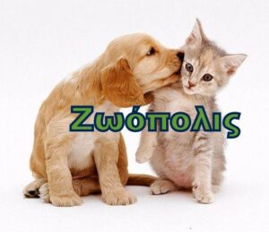 304075057 486994493431664 7985800440972523565 n 300x258