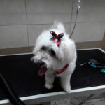 48421395 1827721970671371 7664919651440132096 n 150x150