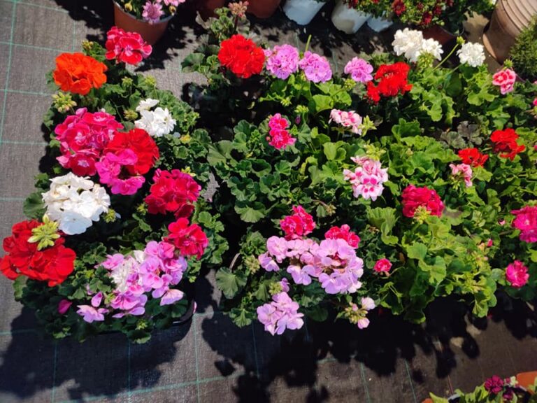 330226014 1635706956866526 168504887766169739 n 768x576