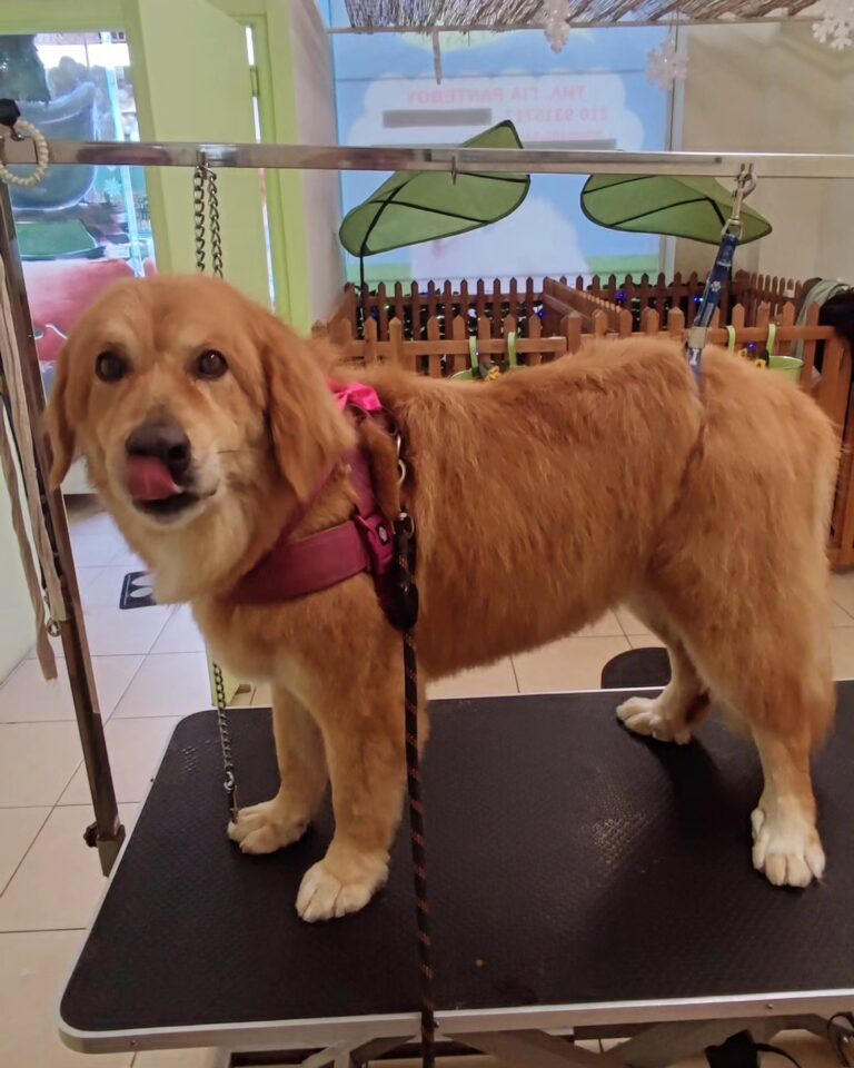 409906178 859877522808978 815051321321279942 n 768x960