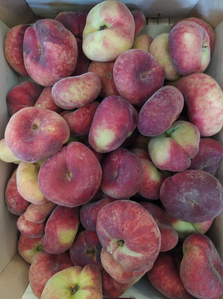 210249593 277525074168613 7640974749930019020 n 768x1029