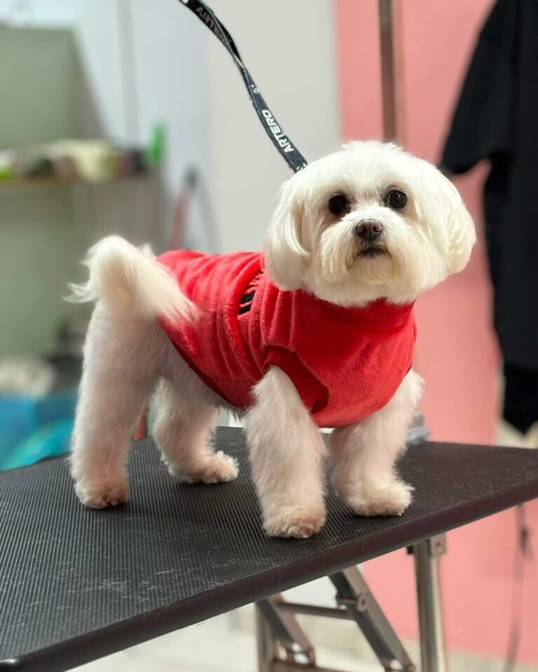 419240702 17989123427609393 2833597959063704604 n 768x960