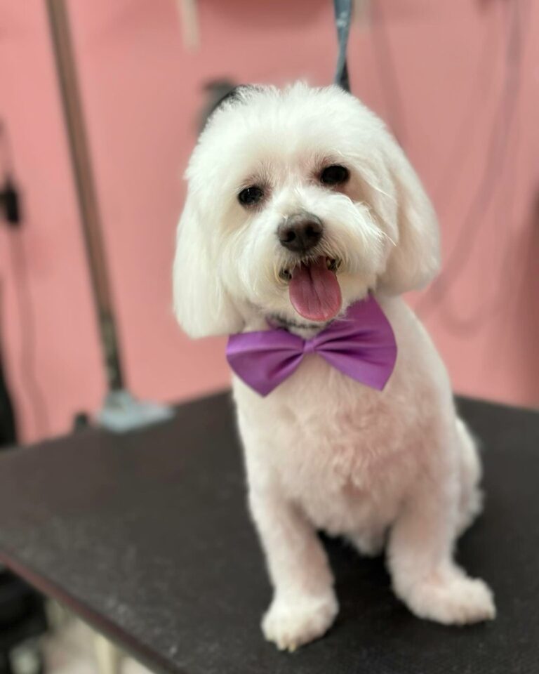 424975317 17993646446609393 9039241173751414720 n 768x960