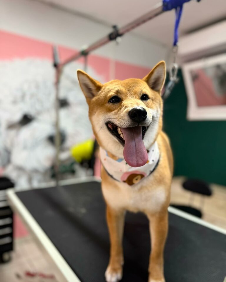 431151209 17994765353609393 5854997938094976751 n 768x960