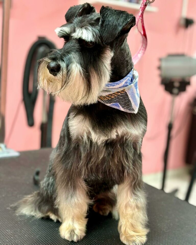 438096199 18001295804609393 8991511887877886618 n 768x960