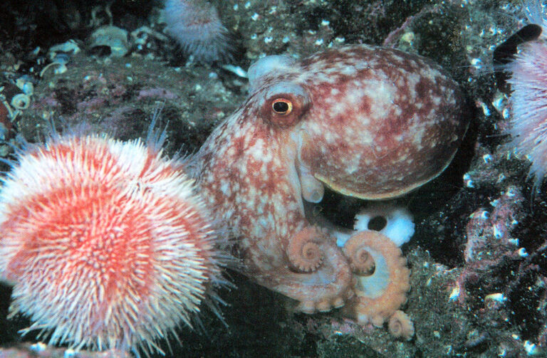 0024 happydivers 768x503