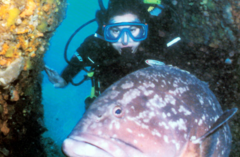 0029 happydivers 768x503