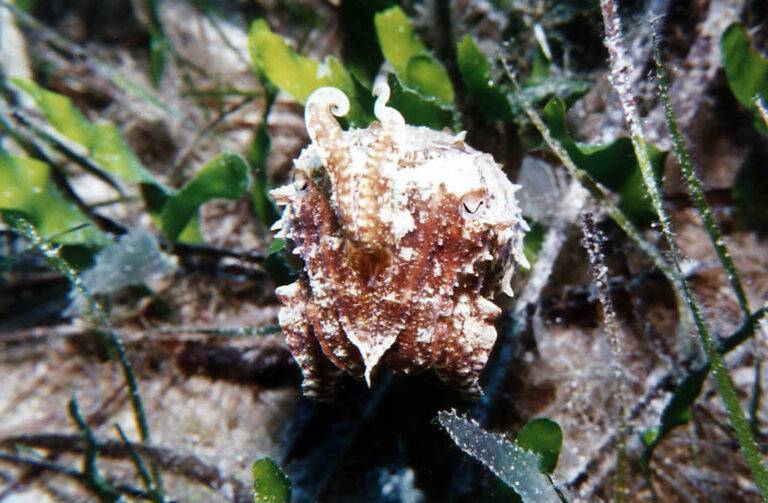 0041 happydivers 768x503