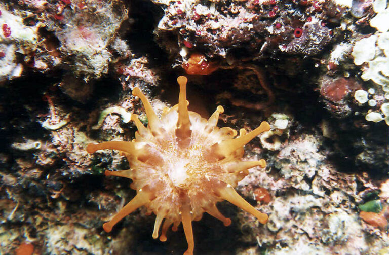 0042 happydivers 768x503