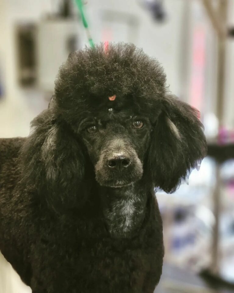 323564270 3282272761995304 4209684155966592101 n 768x960