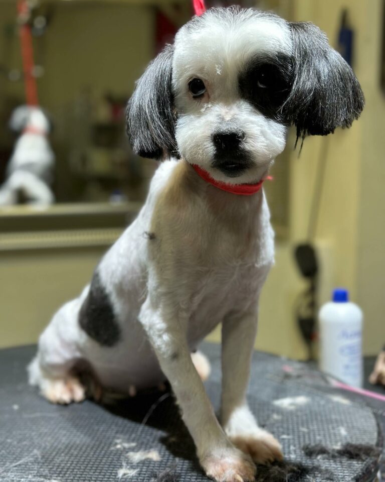 345339681 206941828768324 606978999026429209 n 768x960