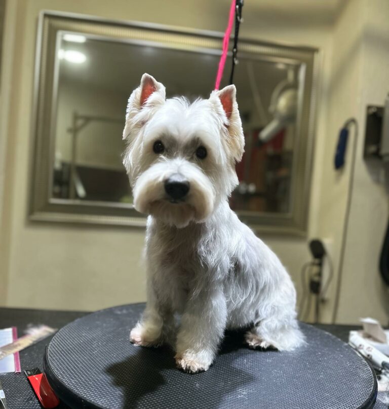 380844147 18372805393067720 7485918876123424512 n 768x806