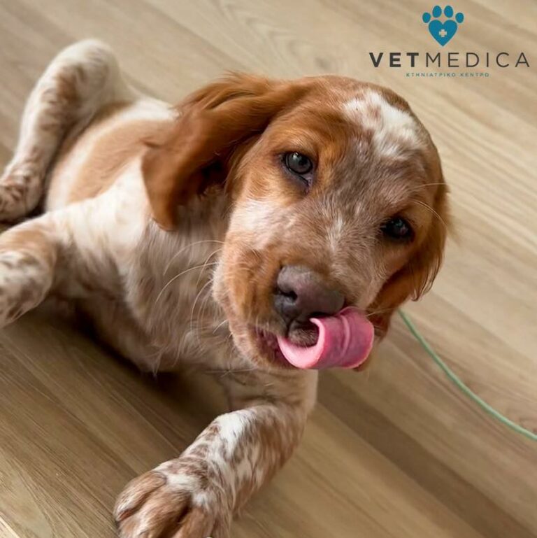 417570388 1035599941410920 7345439727253725726 n 768x769