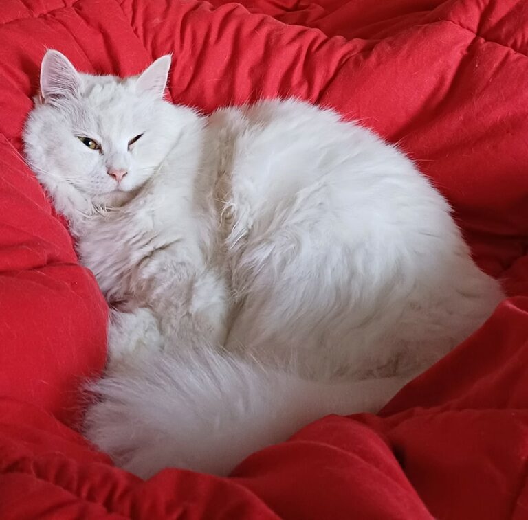 437473887 1091935535777360 7366951392583525123 n 768x757