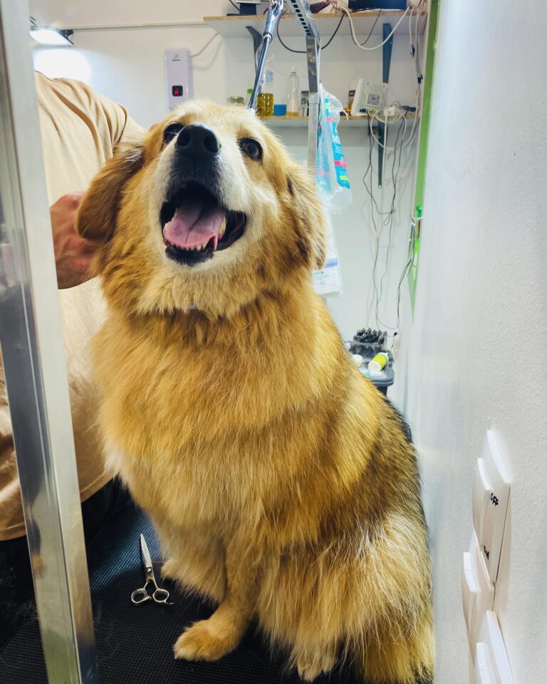 438097266 963932598852604 8288404089771210477 n 768x960