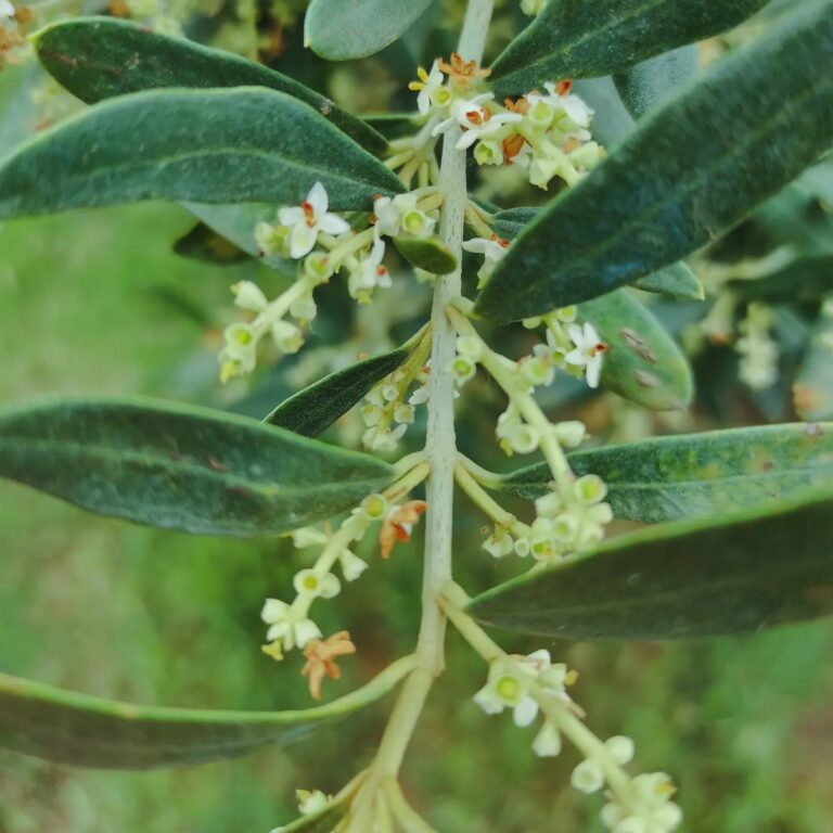 441200095 924965006094631 3655087043269011949 n 768x768