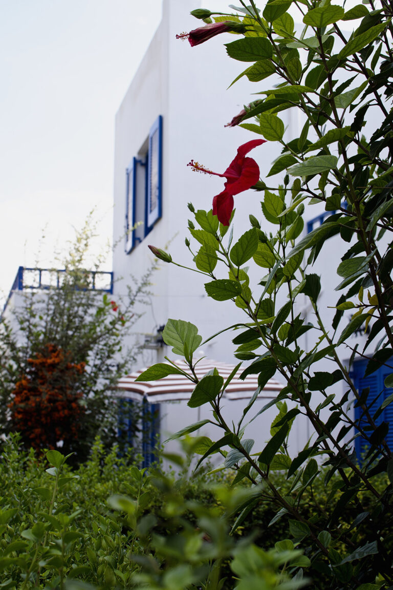 sirius vert3 768x1152 1