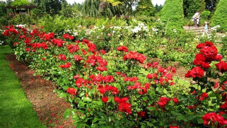 34255 KATASKEYES KIPON – FYTORIA – LIPASMATA KATASKEYI KAI SYNTIRISI KIPON LARDOS RODOS ARHITEKTONIKI TOPIOY META DRITAN 60 768x432