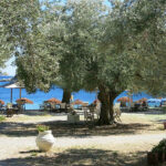 lithea.gr beaches alonissos 01 150x150