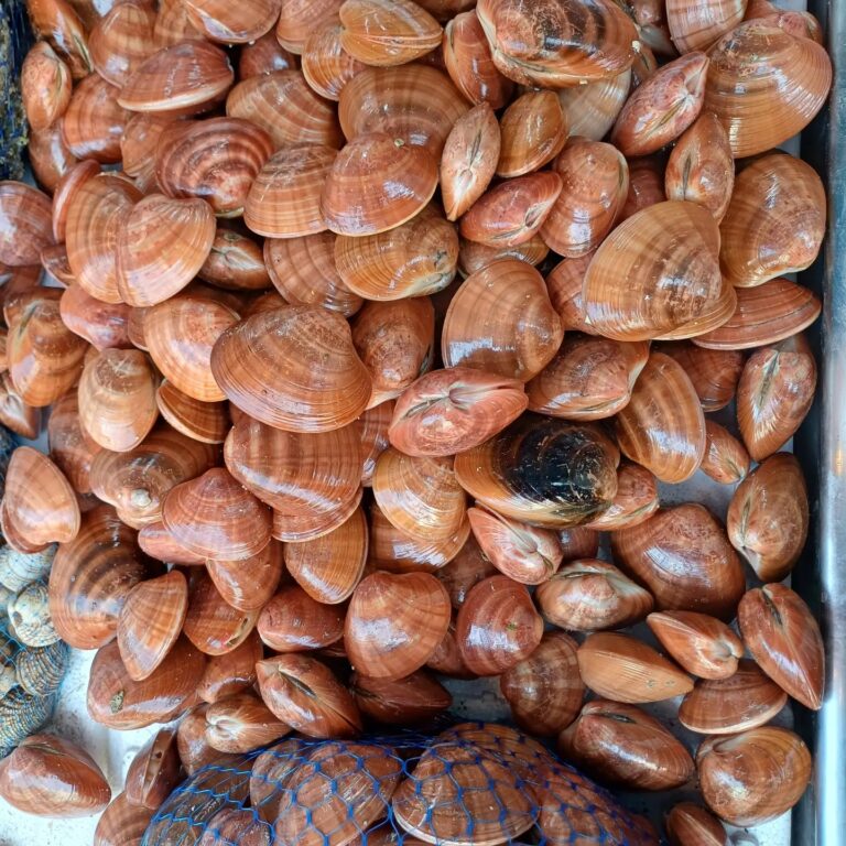 431514442 749210277317716 8248204189671581435 n 768x768