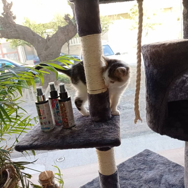 258334999 4694973457208471 7676477952197531917 n 768x768