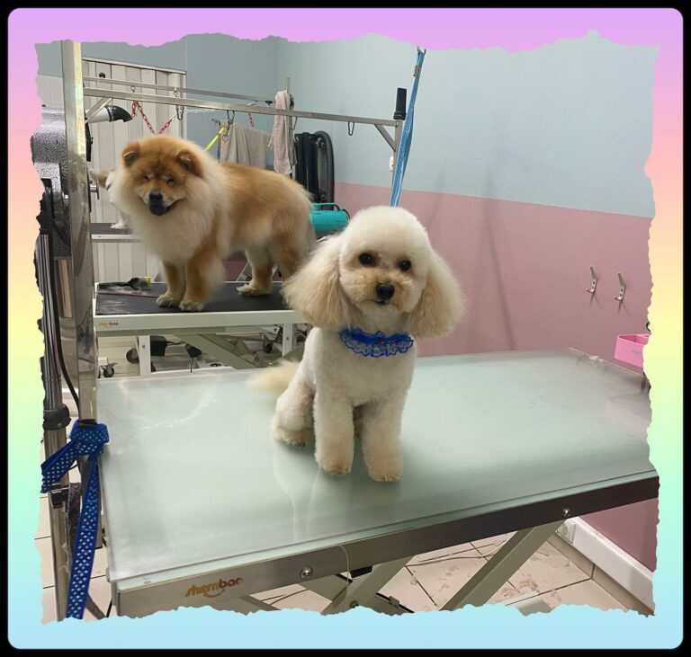 293824325 2016783198524436 7228013212838746027 n 768x731