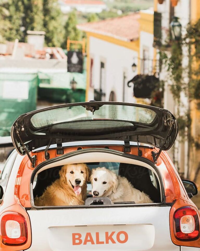 385069515 18232747789241967 4956811126854125238 n 768x960