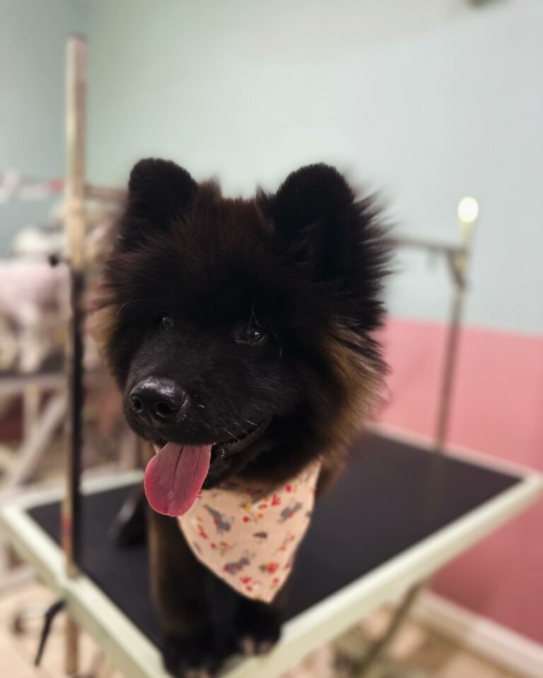 439159189 18433071367017907 6027351489447215103 n 768x960