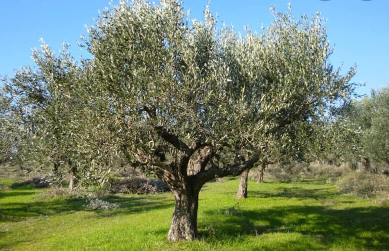 91265430 155219129281902 1307284536190566400 n 768x496