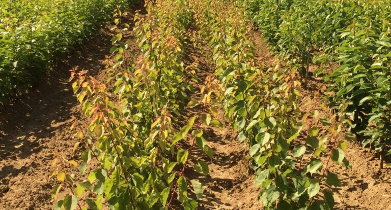 banner rs 1920 768x414