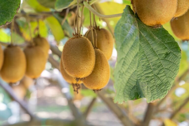 452895907 984075710083255 2906401724672422870 n 768x512