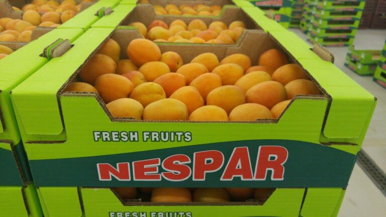 462364399 2681388048710594 8302462193379682115 n 768x432