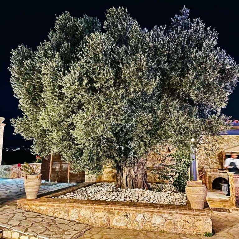 469041481 18064994503767330 4676454526514480769 n 768x767