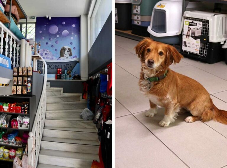 IMG 3662 1 1024x759 1 768x569