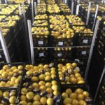 IMG 660c30f0d33d94911826a31ef1b313a9 V Copy 150x150