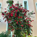 472786944 18482655736028770 7581602129874863806 n 150x150