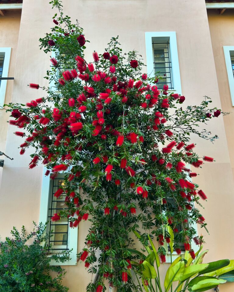 472786944 18482655736028770 7581602129874863806 n 768x960