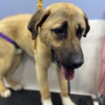 494555337 1245700514222857 2860545444327139657 n 150x150