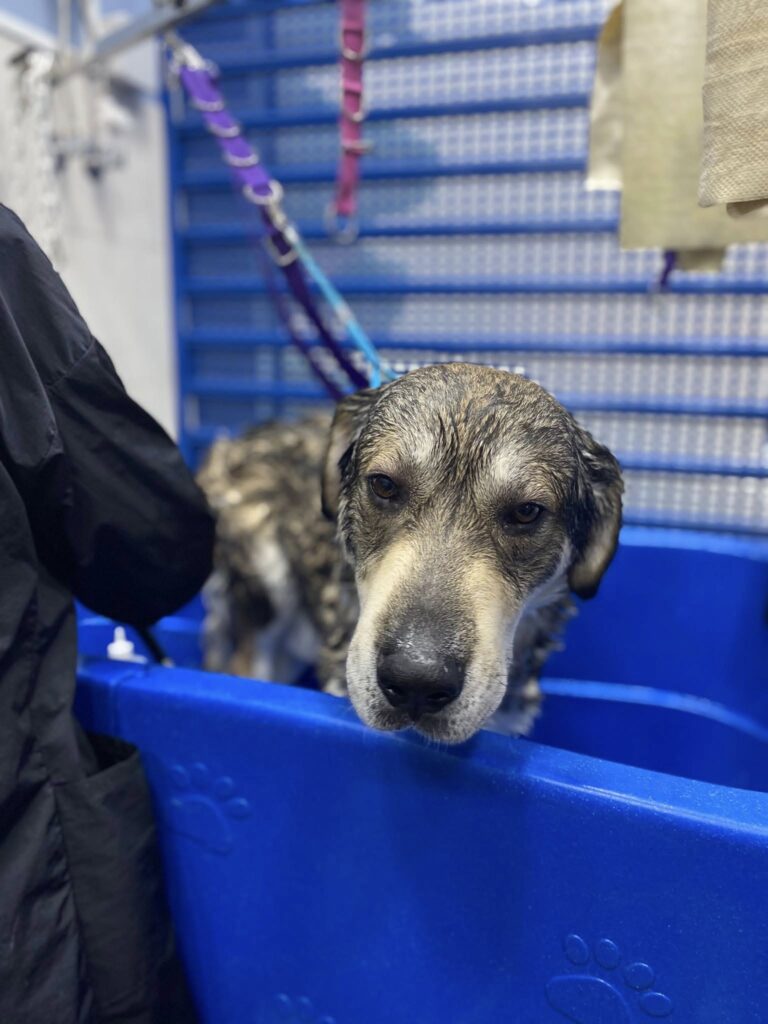 494721445 1245703214222587 5959048907106367947 n 768x1024