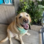 496753360 1253386526787589 5472106189167228948 n 150x150