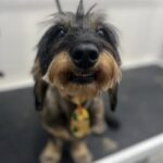 497877199 1255785689881006 3138203504429004138 n 150x150