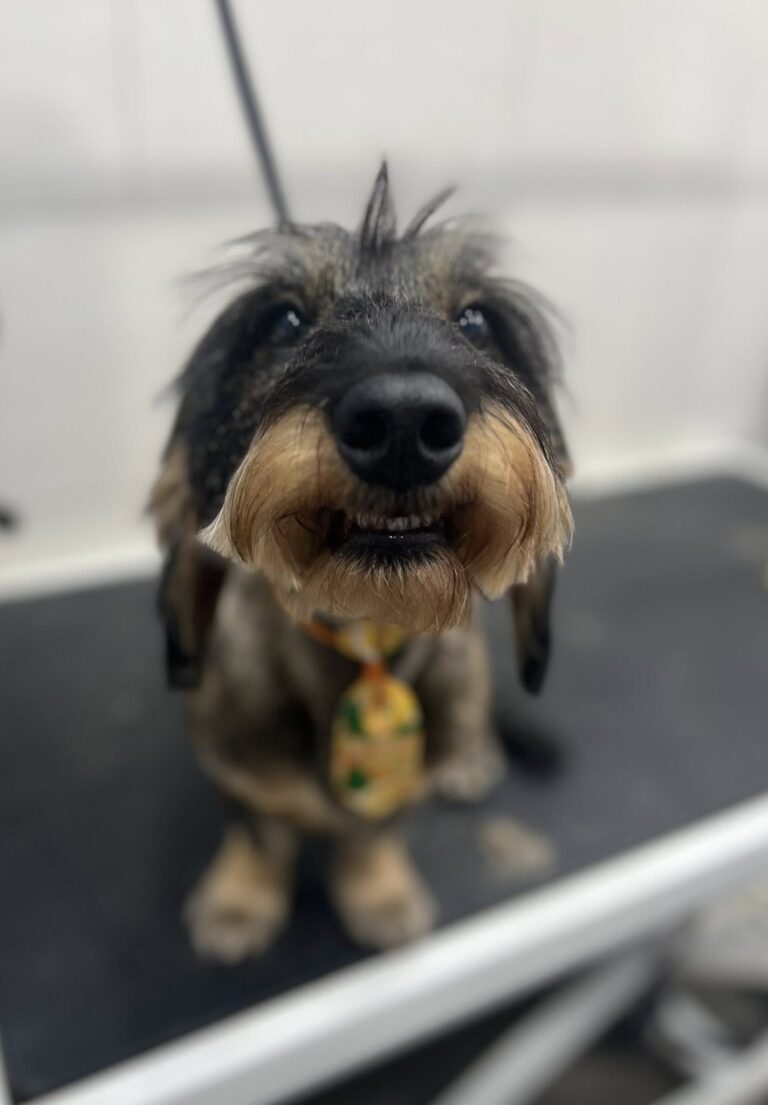 497877199 1255785689881006 3138203504429004138 n 768x1105