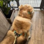 523815242 1316223793837195 274415694890132094 n 150x150