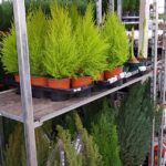 47686043 325686304825518 763331021255999488 n 150x150