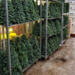 48270364 325685518158930 2472550940742254592 n 150x150