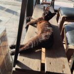 488885253 1234038271956818 5703937310210755184 n 150x150